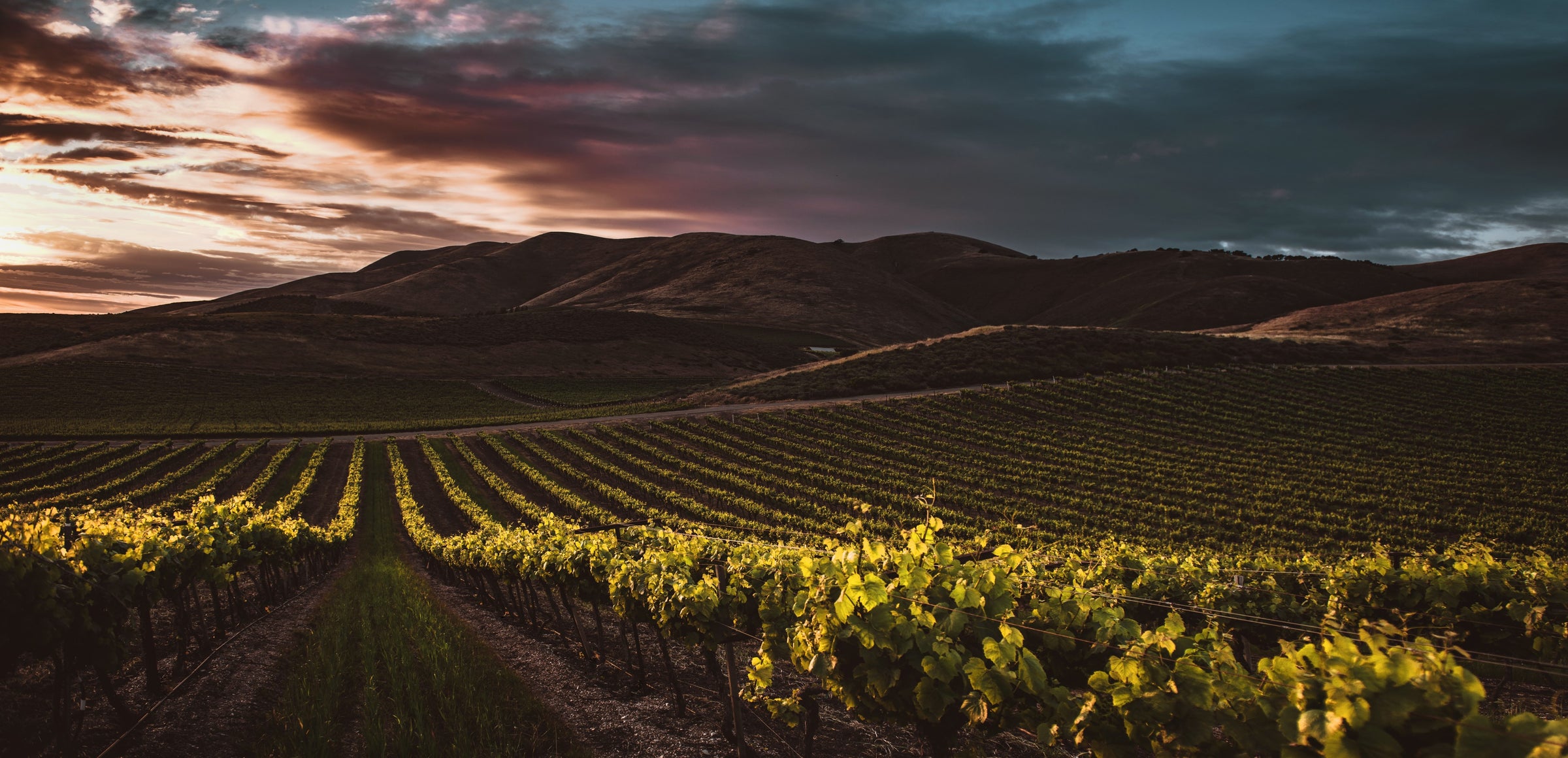 Vineyard photo